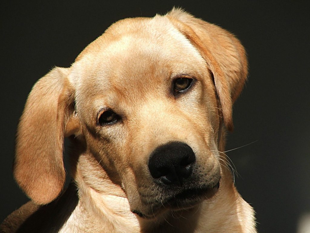 Indiana pet planning